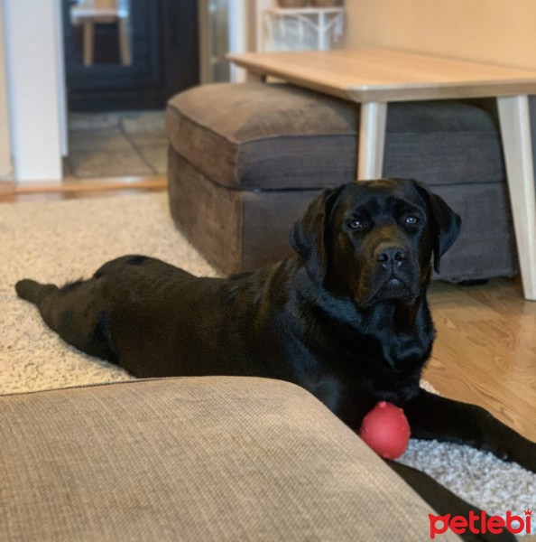 Labrador Retriever, Köpek  Labros fotoğrafı