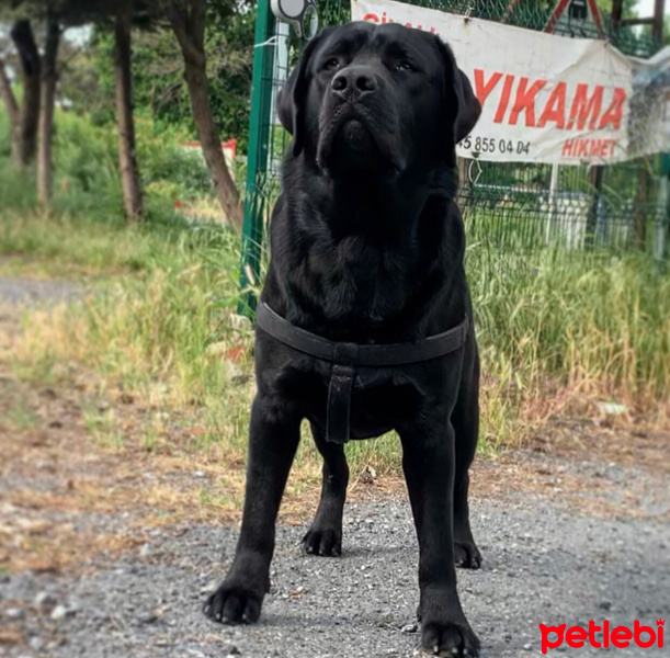 Labrador Retriever, Köpek  Labros fotoğrafı