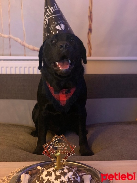 Labrador Retriever, Köpek  Labros fotoğrafı