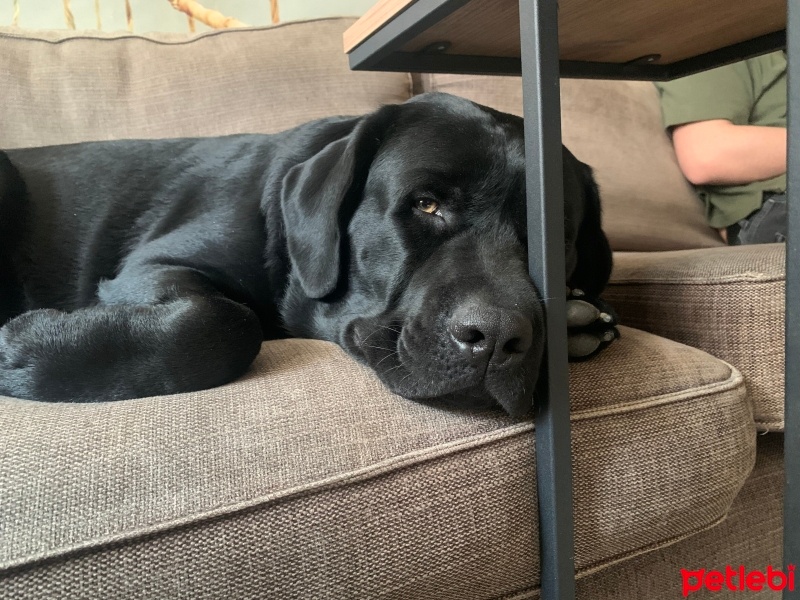 Labrador Retriever, Köpek  Labros fotoğrafı