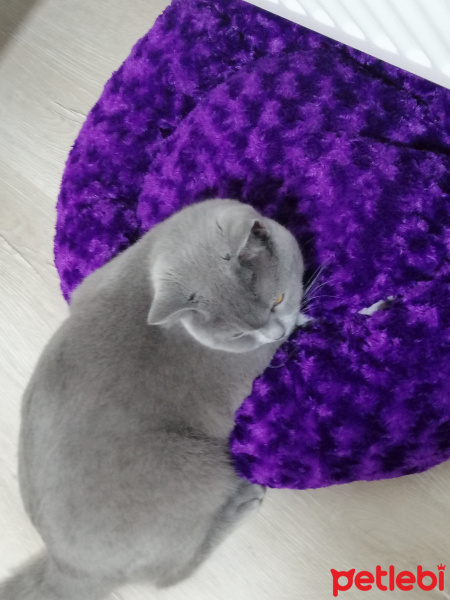 British Shorthair, Kedi  Duman fotoğrafı