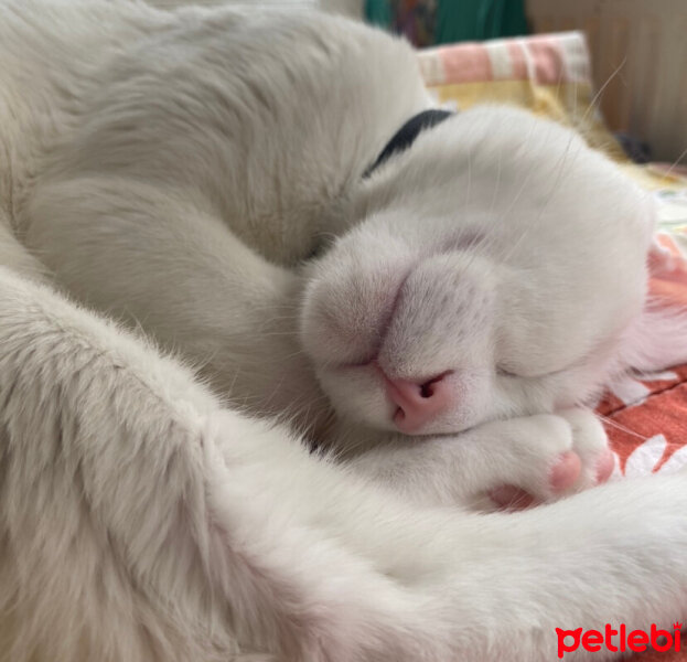 Van Kedisi, Kedi  Köpük fotoğrafı