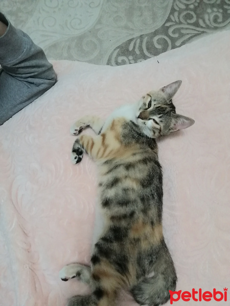 Tekir Kedi, Kedi  Pasaklı fotoğrafı