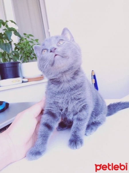 British Shorthair, Kedi  paşa fotoğrafı