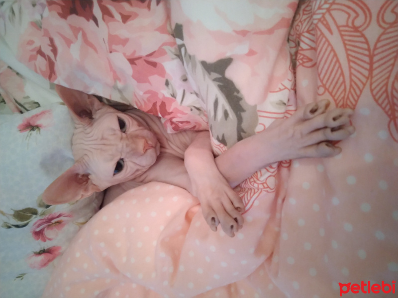 Sphynx, Kedi  Arcible fotoğrafı