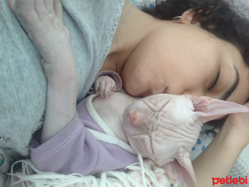 Sphynx, Kedi  Arcible fotoğrafı