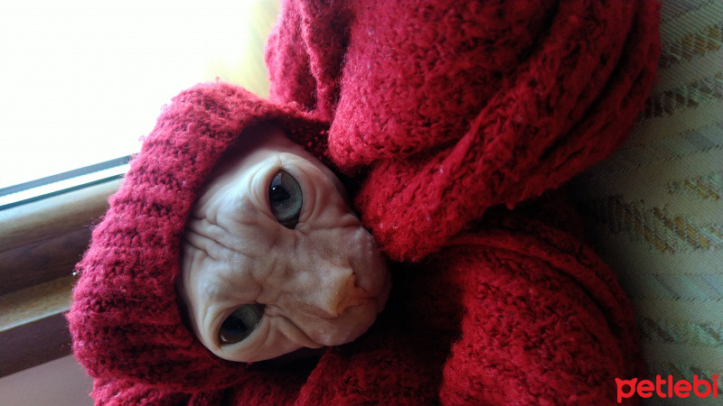 Sphynx, Kedi  Arcible fotoğrafı