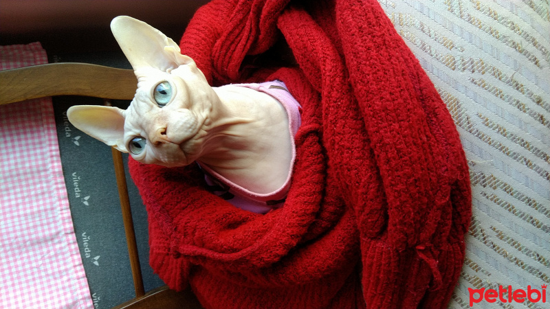 Sphynx, Kedi  Arcible fotoğrafı