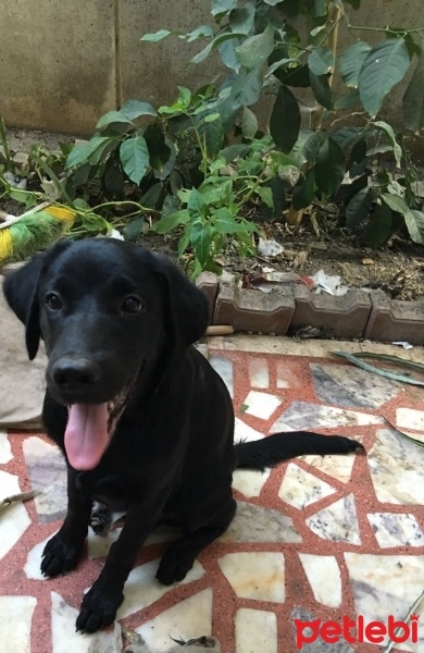Golden Retriever, Köpek  blackie fotoğrafı