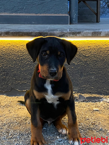 Rottweiler, Köpek  rex fotoğrafı