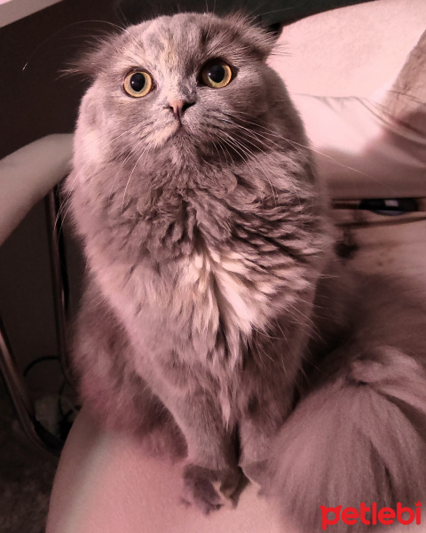 Scottish Fold, Kedi  Lokum fotoğrafı
