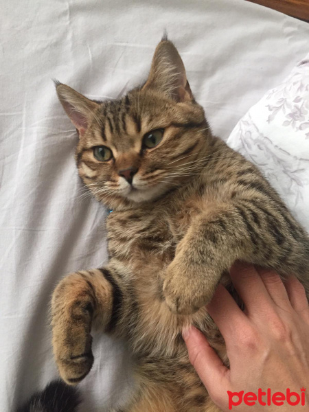 British Shorthair, Kedi  Ciga fotoğrafı