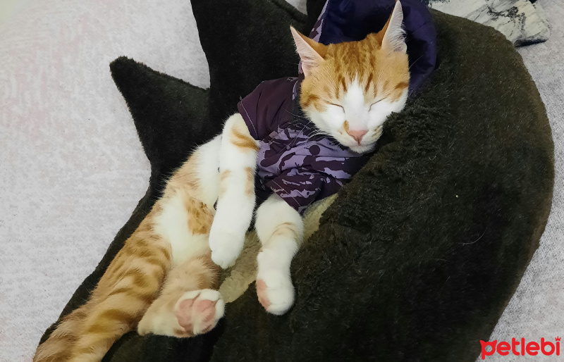 Sarman, Kedi  Behlül fotoğrafı