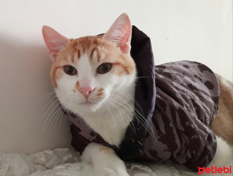 Sarman, Kedi  Behlül fotoğrafı