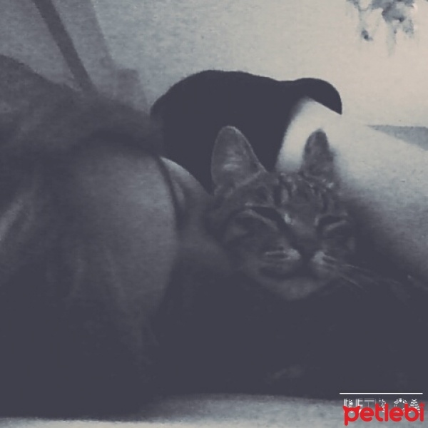 Tekir Kedi, Kedi  Şapşal fotoğrafı