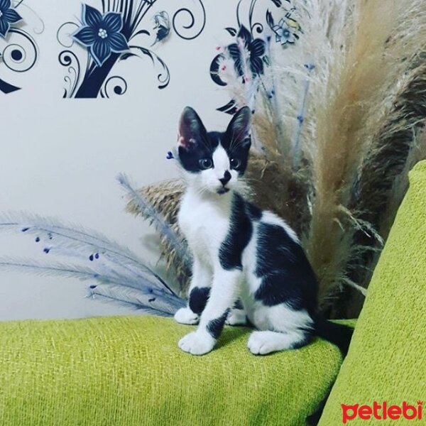 Tuxedo (Smokin) Kedi, Kedi  Mayıs fotoğrafı