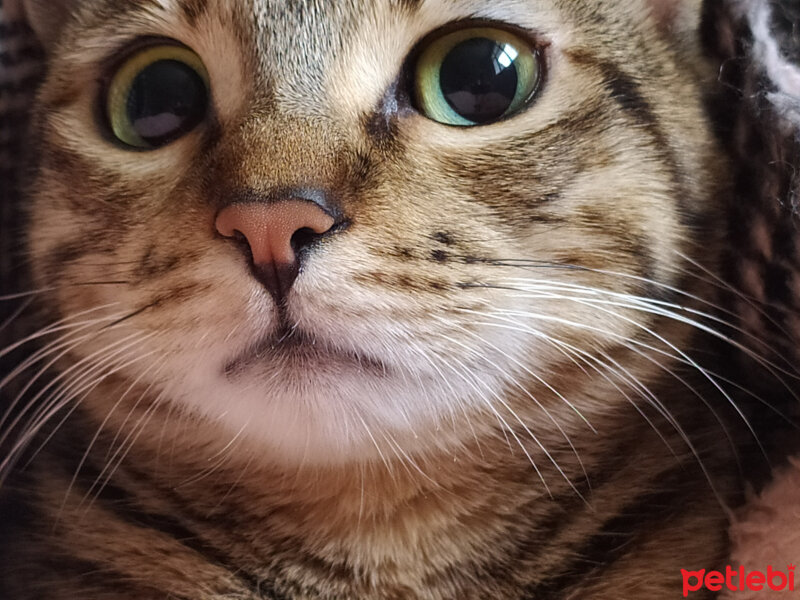 American Shorthair, Kedi  Mia fotoğrafı