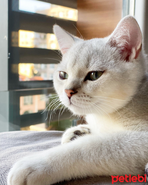 Scottish Fold, Kedi  Jon Snow fotoğrafı