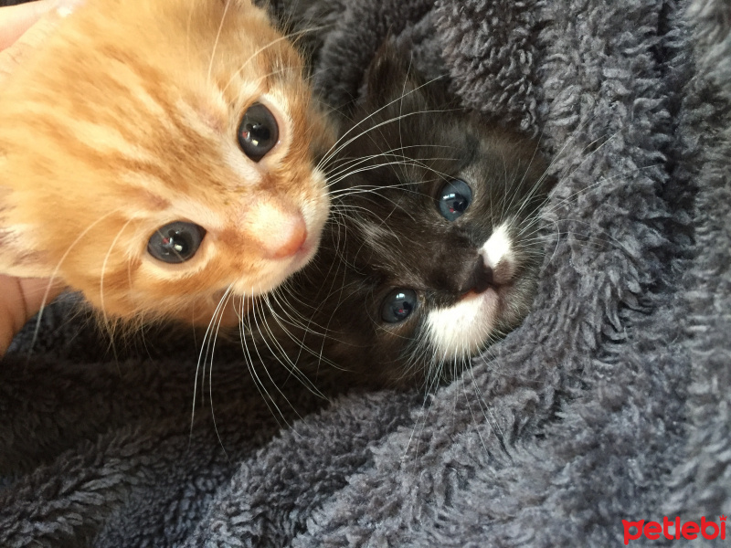 Sarman, Kedi  Leo ve Eva fotoğrafı