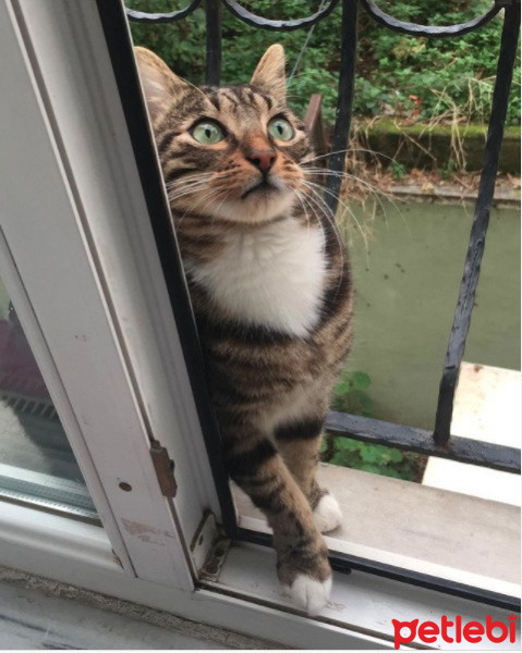 Tekir Kedi, Kedi  Paşa fotoğrafı