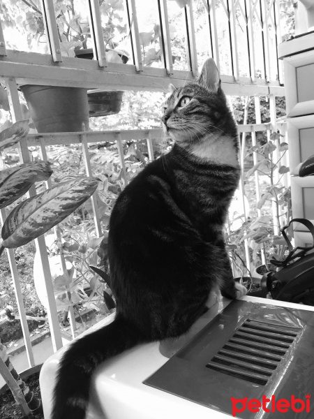 Tekir Kedi, Kedi  Paşa fotoğrafı