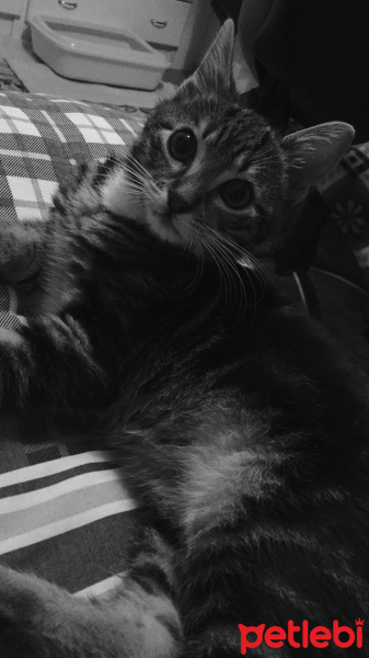 Tekir Kedi, Kedi  Paşa fotoğrafı