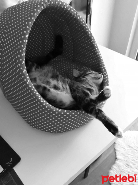 Tekir Kedi, Kedi  Paşa fotoğrafı