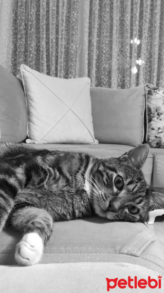 Tekir Kedi, Kedi  Paşa fotoğrafı