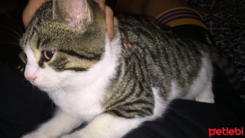 Tekir Kedi, Kedi  Roberto fotoğrafı