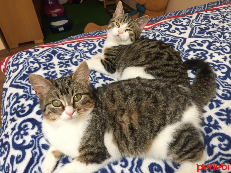 Tekir Kedi, Kedi  Roberto fotoğrafı