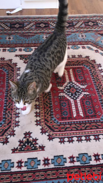 Tekir Kedi, Kedi  Roberto fotoğrafı