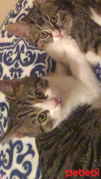 Tekir Kedi, Kedi  Roberto fotoğrafı