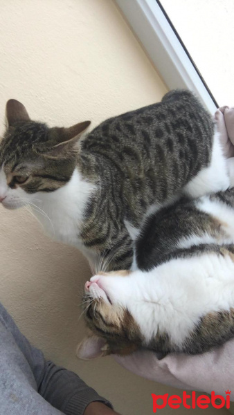 Tekir Kedi, Kedi  Roberto fotoğrafı