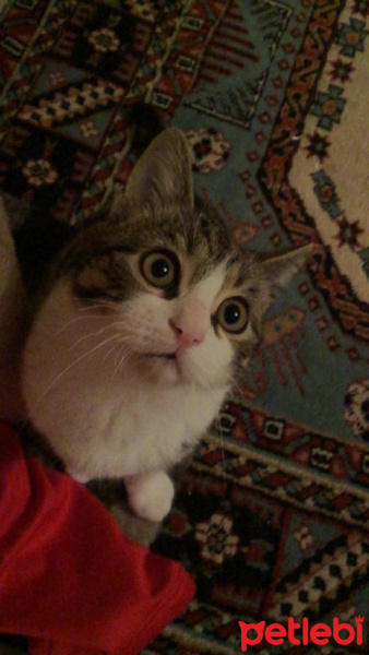 Tekir Kedi, Kedi  Roberto fotoğrafı