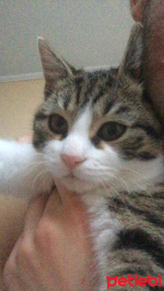 Tekir Kedi, Kedi  Roberto fotoğrafı