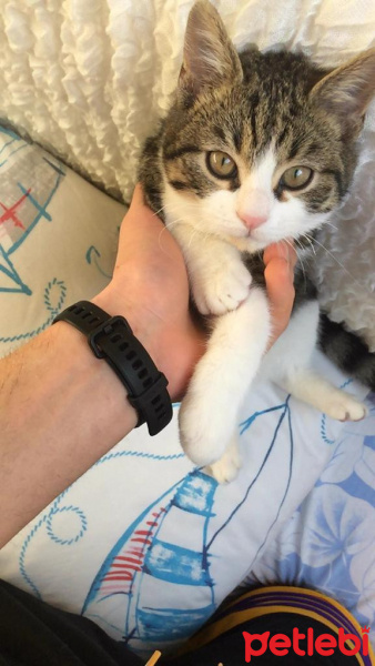 Tekir Kedi, Kedi  Roberto fotoğrafı