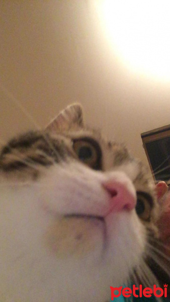 Tekir Kedi, Kedi  Roberto fotoğrafı