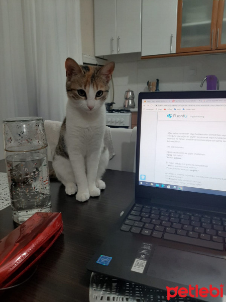Tekir Kedi, Kedi  Fıstık fotoğrafı