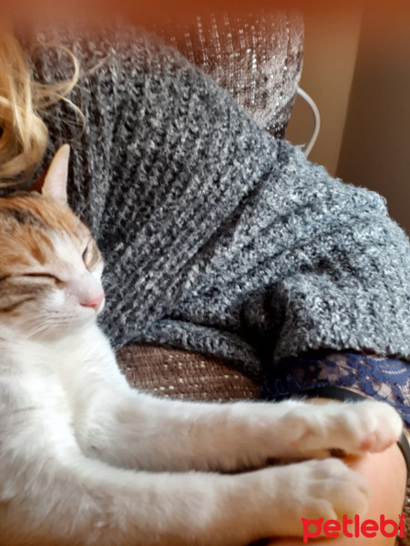 Tekir Kedi, Kedi  Fıstık fotoğrafı