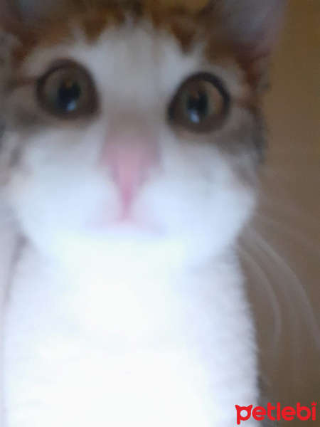 Tekir Kedi, Kedi  Fıstık fotoğrafı
