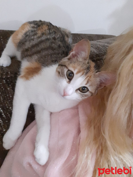 Tekir Kedi, Kedi  Fıstık fotoğrafı