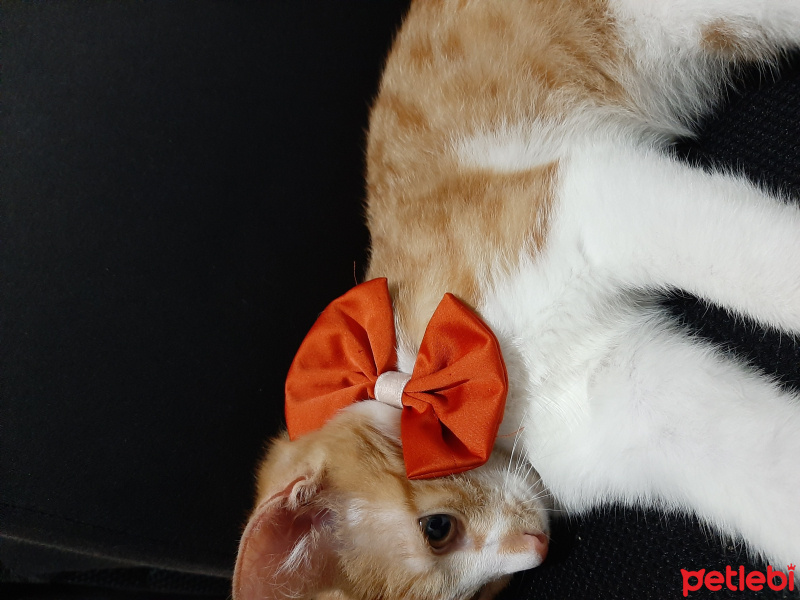 Tekir Kedi, Kedi  Havuç fotoğrafı