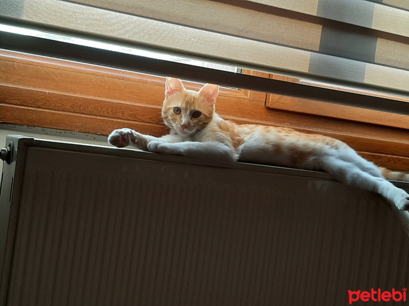 Tekir Kedi, Kedi  Havuç fotoğrafı