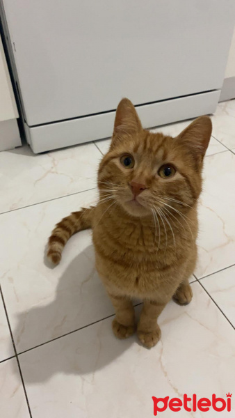 Sarman, Kedi  Sarı fotoğrafı