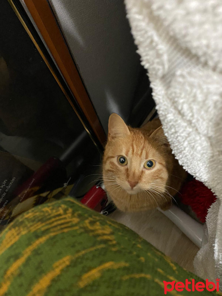 Sarman, Kedi  Sarı fotoğrafı