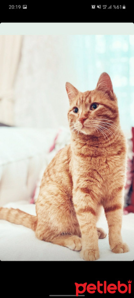 Sarman, Kedi  Sarı fotoğrafı