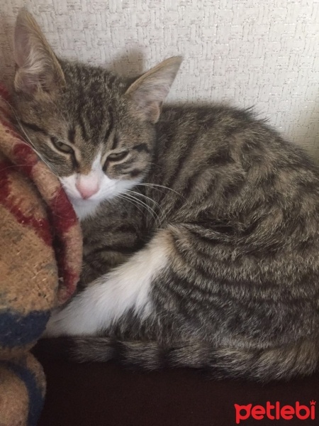 Tekir Kedi, Kedi  Oscar fotoğrafı