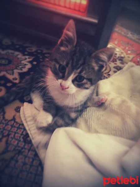 Tekir Kedi, Kedi  Oscar fotoğrafı