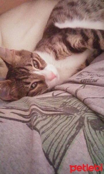 Tekir Kedi, Kedi  Oscar fotoğrafı