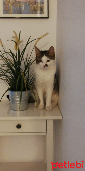 Tekir Kedi, Kedi  Midas fotoğrafı